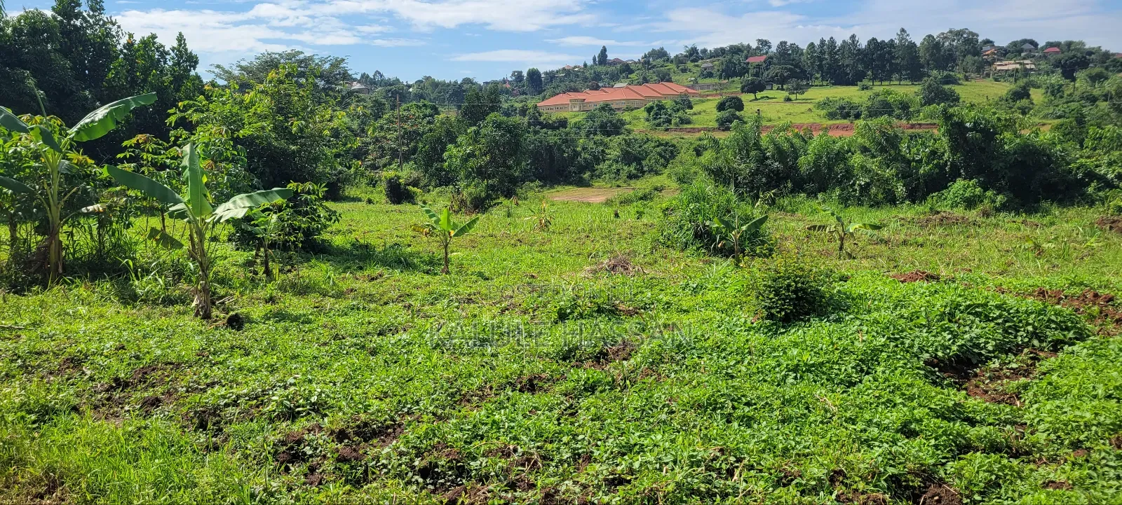 50 by 50 Plot at Kigoogwa
