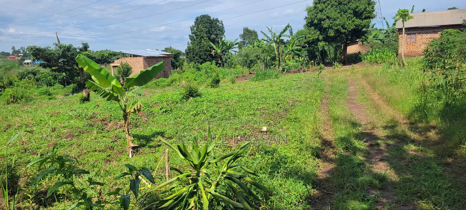 50 by 50 Plot at Kigoogwa