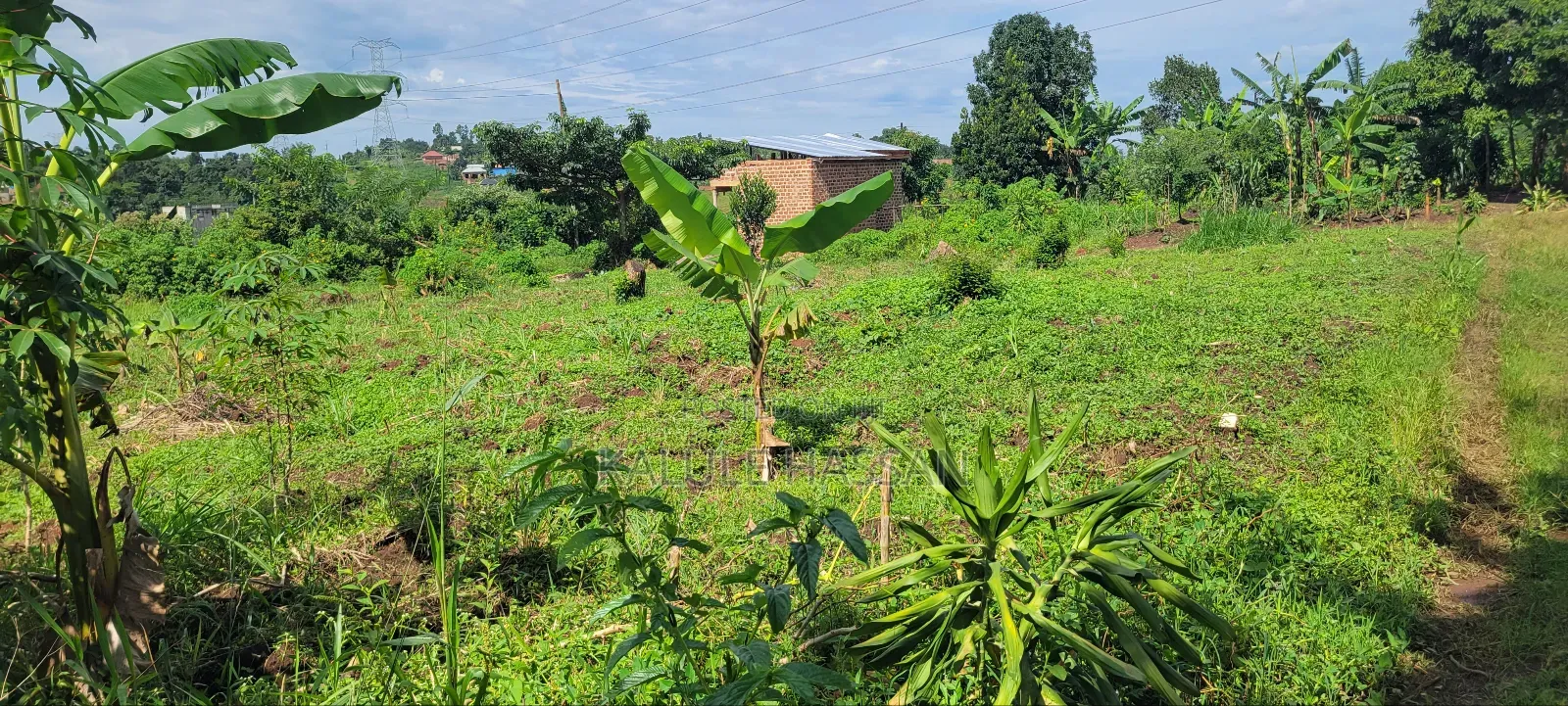 50 by 50 Plot at Kigoogwa