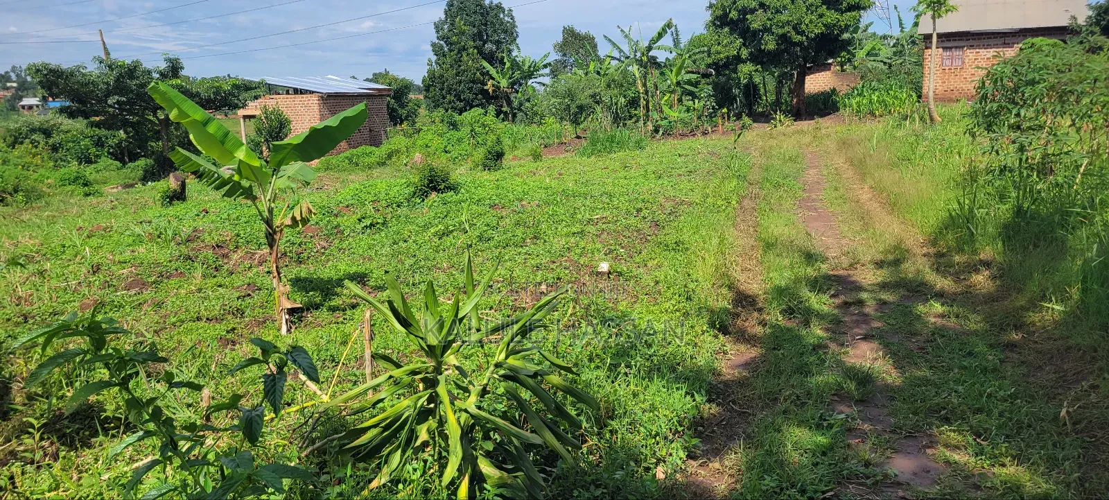 50 by 50 Plot at Kigoogwa