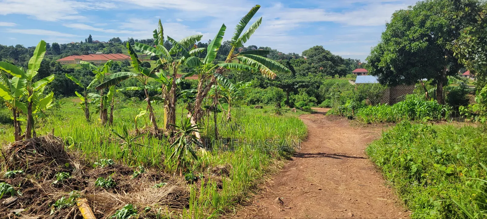 50 by 50 Plot at Kigoogwa