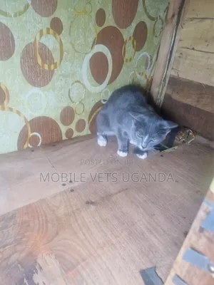 1-3 months Male Purebred American Curl