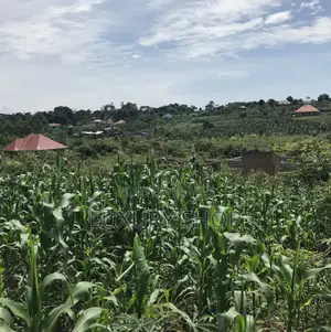 Land for Sale in Bujjuko
