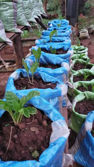 Urban Farming as a Business