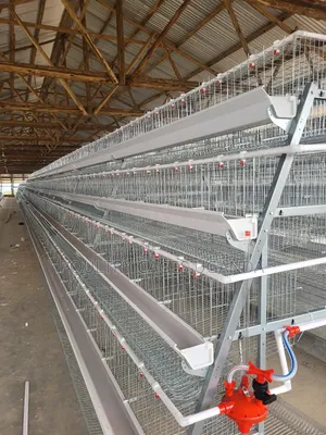 160 Birds 4 Tier Poultry Cages