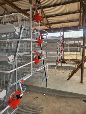 160 Birds 4 Tier Poultry Cages