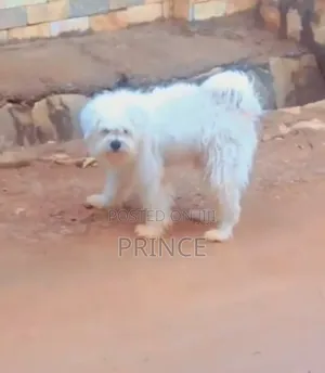 1+ year Male Purebred West Highland White Terrier