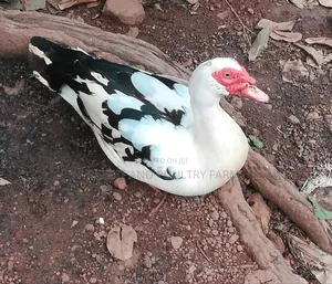 Ducks and Ducklings in Munyonyo