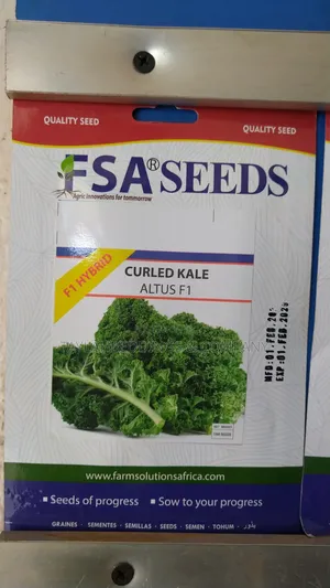Curly Kale Leafy Vegetable Planting Seeds F1 Hybrid