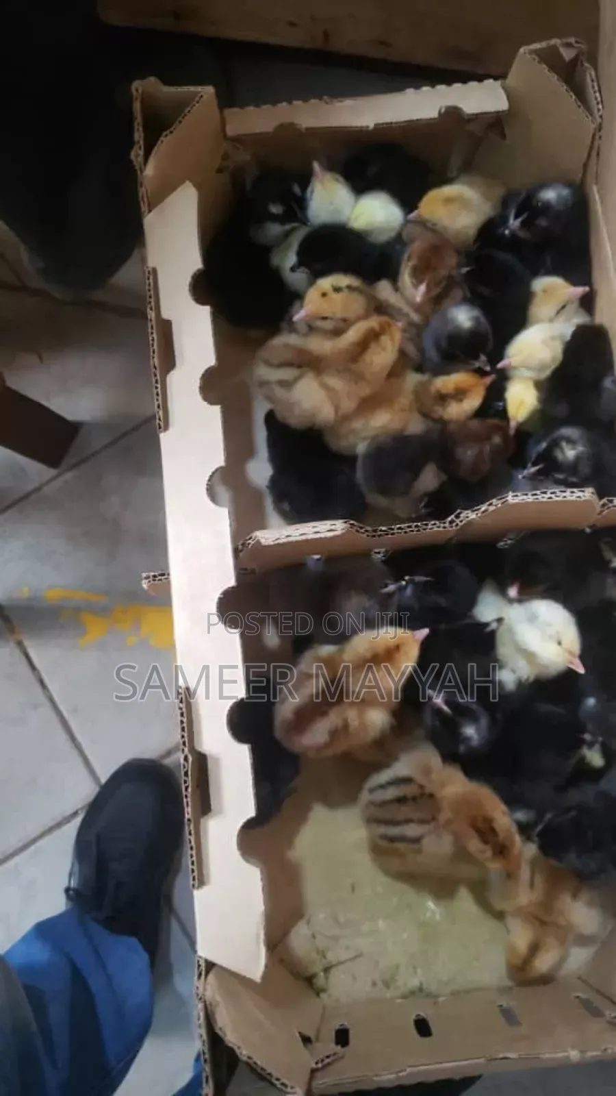Local Chicks Dayold