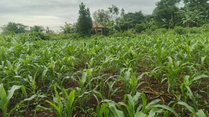 Plot's Available Kikandwa Mukono Kayunga Road