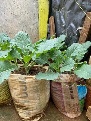 Backyard Gardening and Sack Gardens
