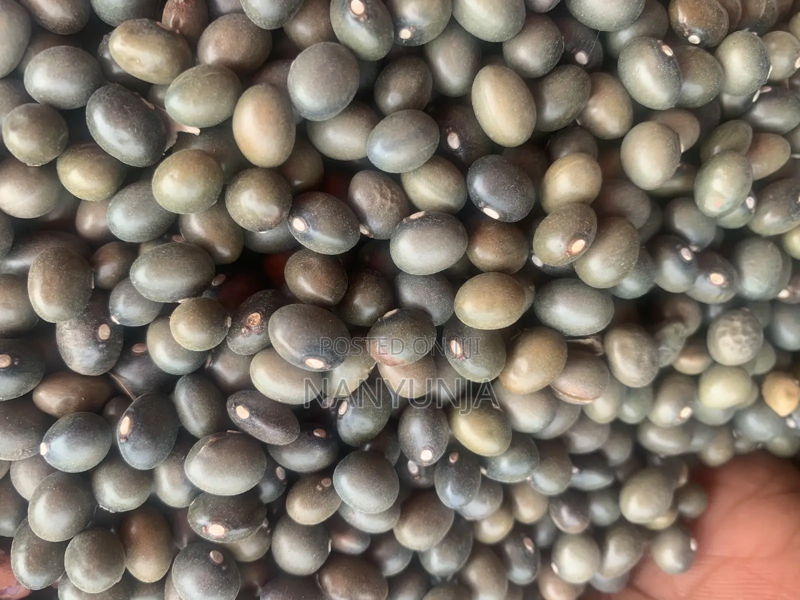 Green Beans