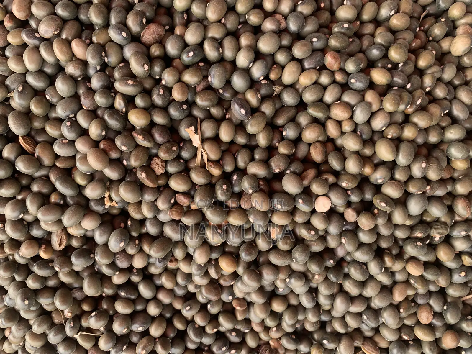 Green Beans