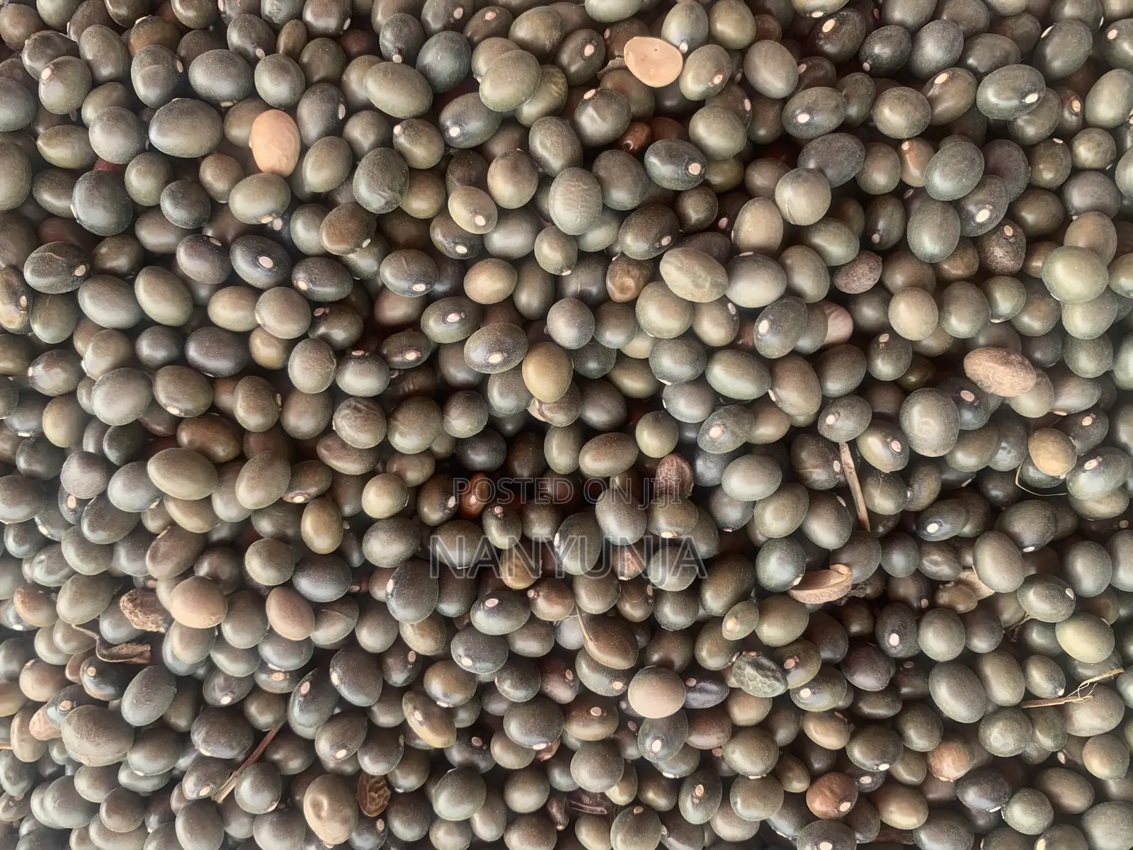 Green Beans