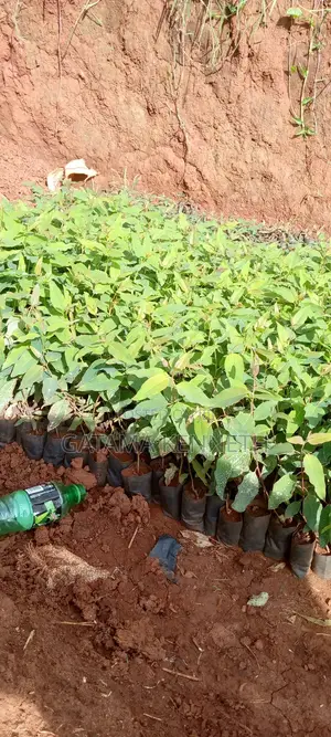 Eucalyptus Gu / Clones