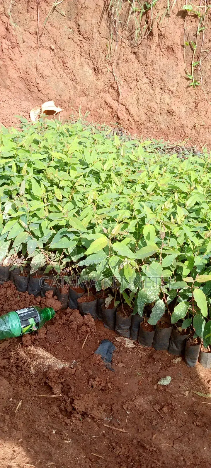 Eucalyptus Gu / Clones