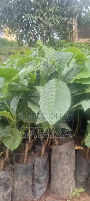 CWD-R Varieties/ Kr 2-10 Coffee Seedlings
