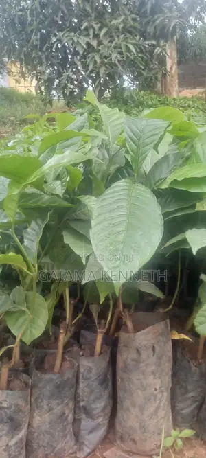 CWD-R Varieties/ Kr 2-10 Coffee Seedlings