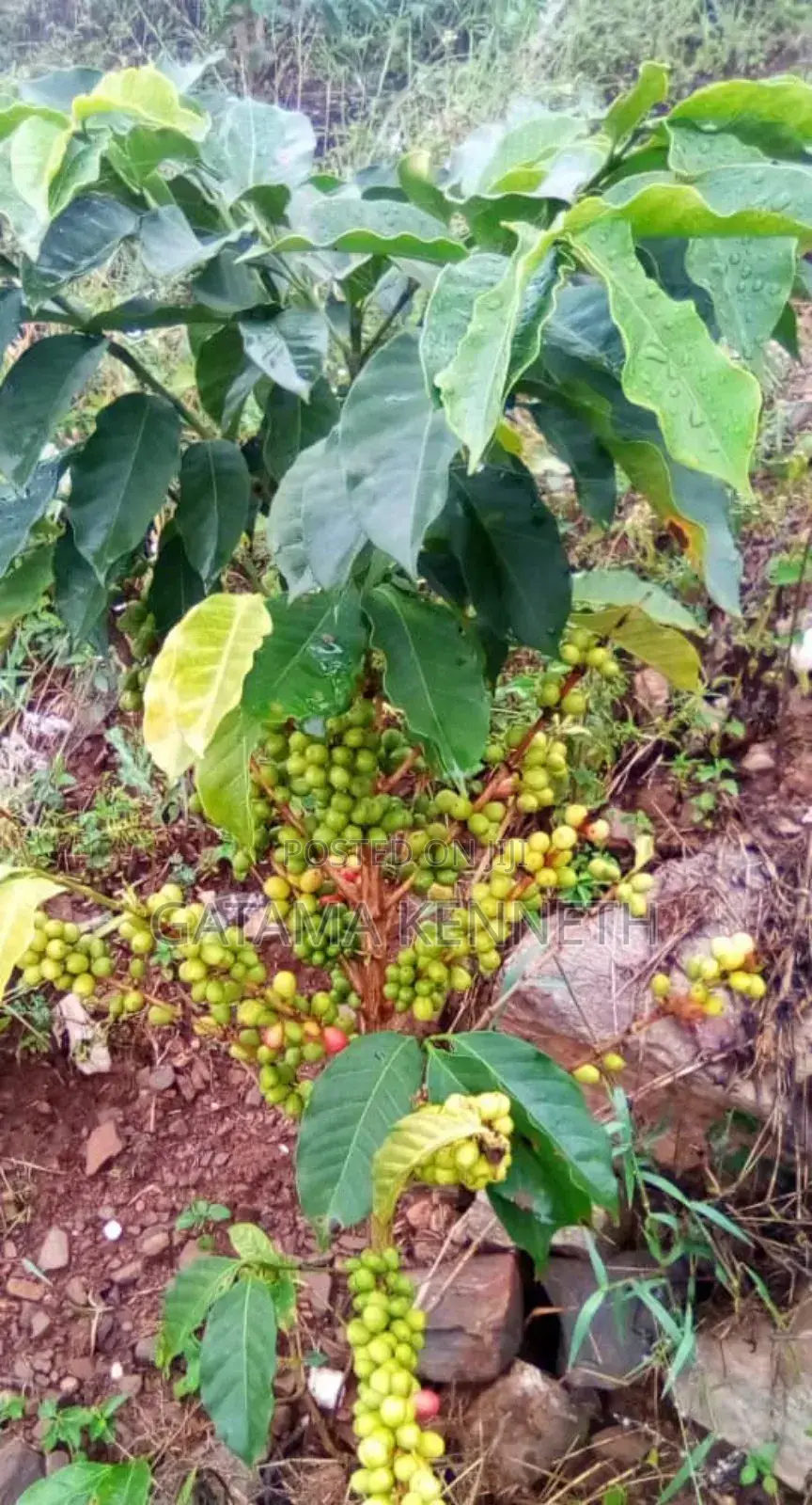 CWD-R Varieties/ Kr 2-10 Coffee Seedlings