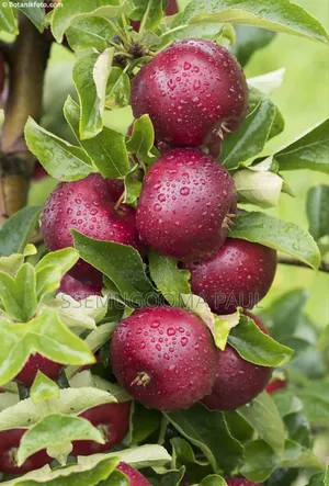 Apple Seedlings