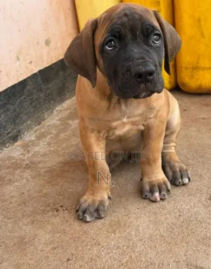 1-3 months Male Purebred Boerboel