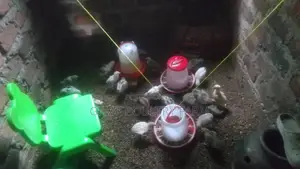Gemk Poultry Farm