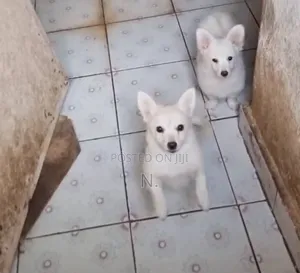 1-3 months Female Purebred Japanese Spitz