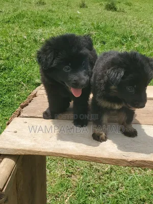 1-3 months Male Purebred German Shepherd