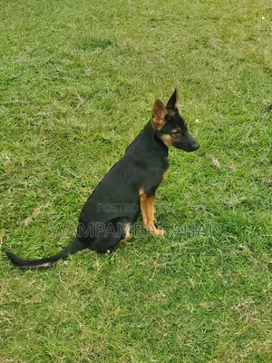 1-3 months Male Mixed Breed German Shepherd