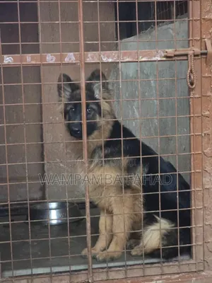 1-3 months Male Purebred German Shepherd