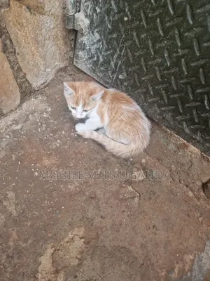 3-6 months Male Purebred American Wirehair