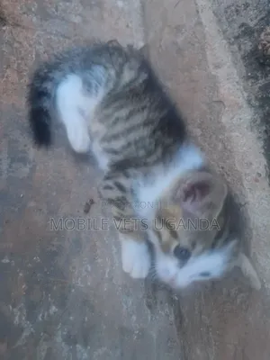 0-1 month Male Purebred Bombay