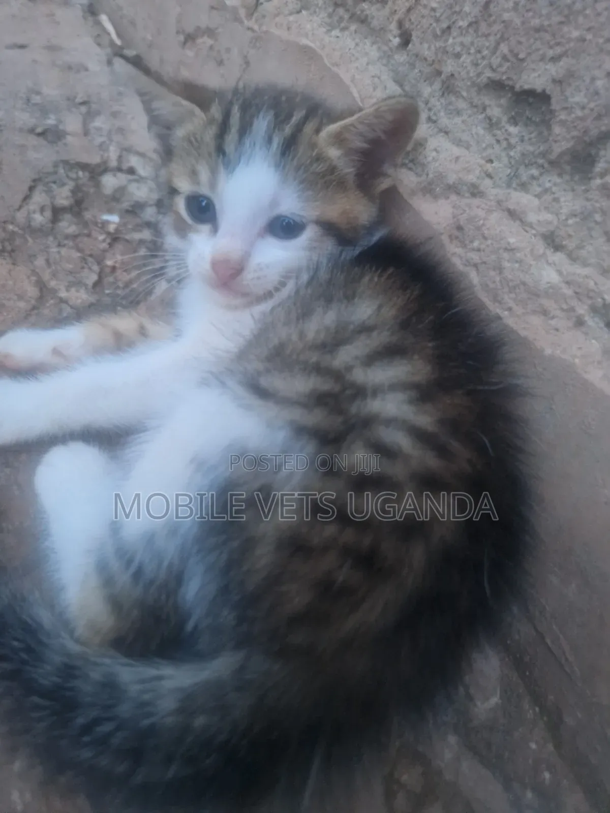 1-3 months Female Purebred American Bobtail
