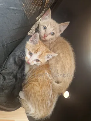 1-3 months Male Purebred Abyssinian