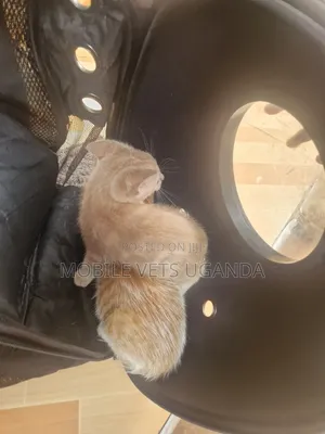 1-3 months Female Purebred Abyssinian