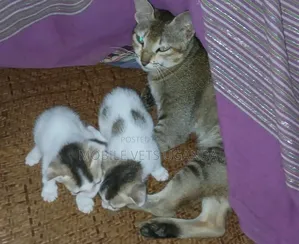 0-1 month Male Purebred American Shorthair