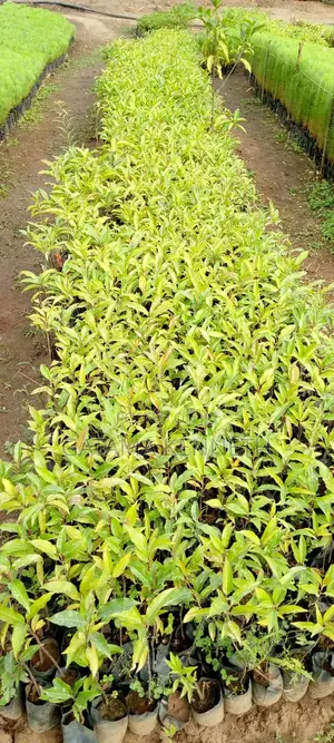 Prunus Africana/Ntasesa Seedlings