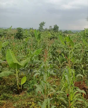 16 Decimals in Masooli 8 Miles Off Gayaza Rd With Ready Title