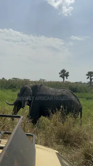 3 Days Murchison Falls Safari