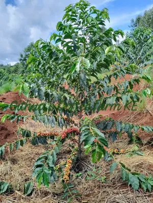 Agricultural Extension Worker
