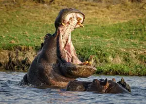 3 Days Queen Elizabeth National Park