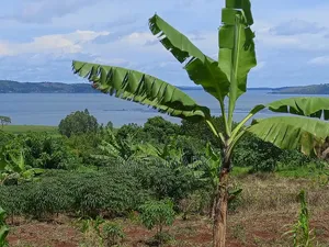 2 Acres Lake View for Sale at Mukono Buwoya 35m Per