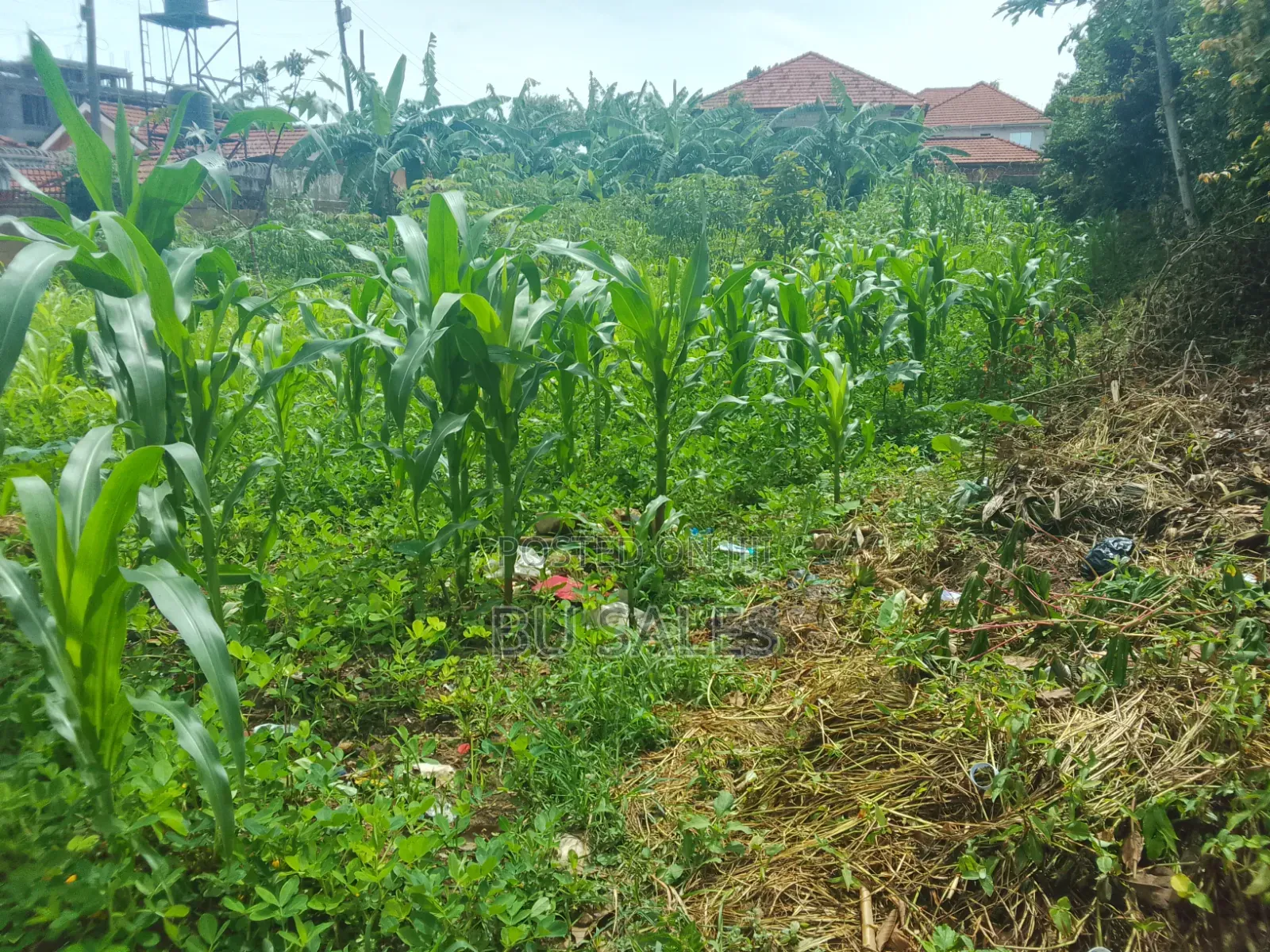 Muyenga Plot