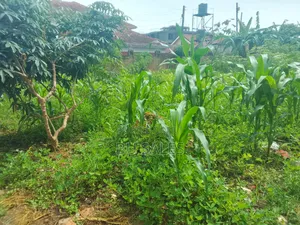 Muyenga Plot