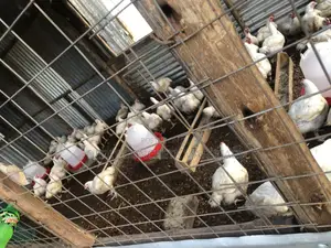 Broilers Weighing 3kgs and Above for Sale