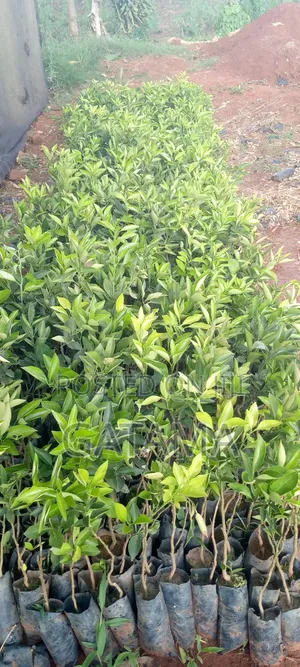 Tangerine/Mangada Seedlings