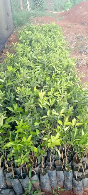 Tangerine/Mangada Seedlings