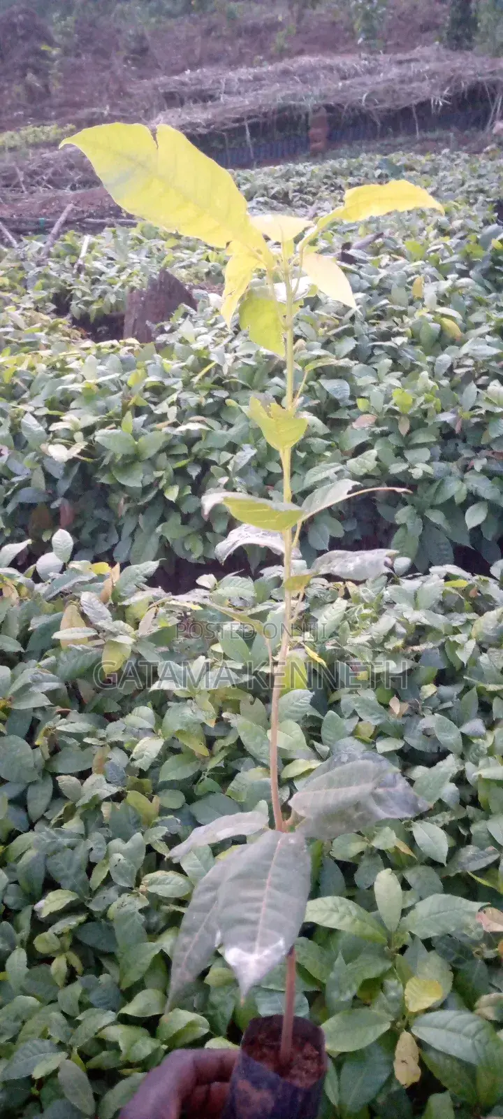Plant Cocoa Plant Money