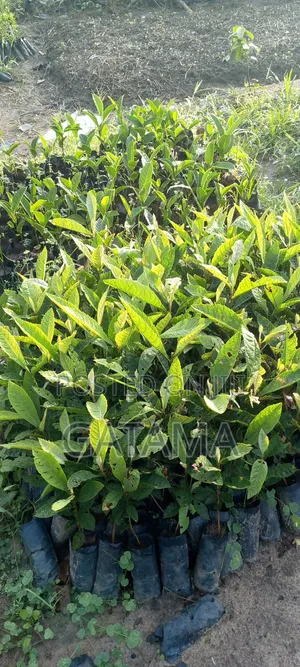 Loquat Seedlings